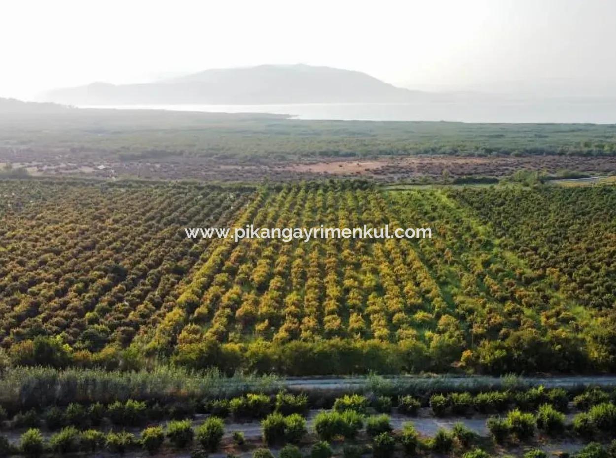 Mugla Ortaca Eskiköy 7767 M2 Granatapfelgarten Zu Verkaufen