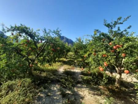 Muğla Dalyanda Gut Gepflegtes 35 000 M2 Land Zum Verkauf