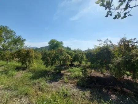 Muğla Dalyanda 5700 M2 Gepflegter Schnäppchen-Granatapfelgarten Zum Verkauf