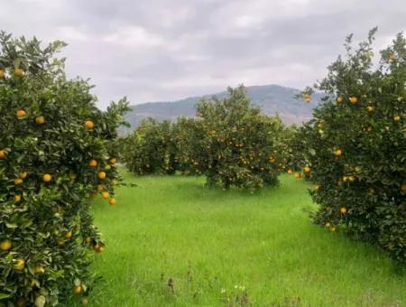 1084 M2 Zoniertes Schnäppchengrundstück Zum Verkauf In Ortaca Ekşiliyurt