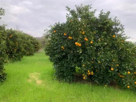 1084 M2 Zoniertes Schnäppchengrundstück Zum Verkauf In Ortaca Ekşiliyurt