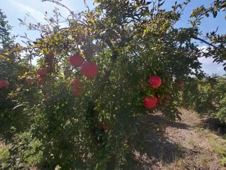 6 250 M2 Gepflegter Schnäppchen-Granatapfelgarten Zum Verkauf In Dalyan, Muğla