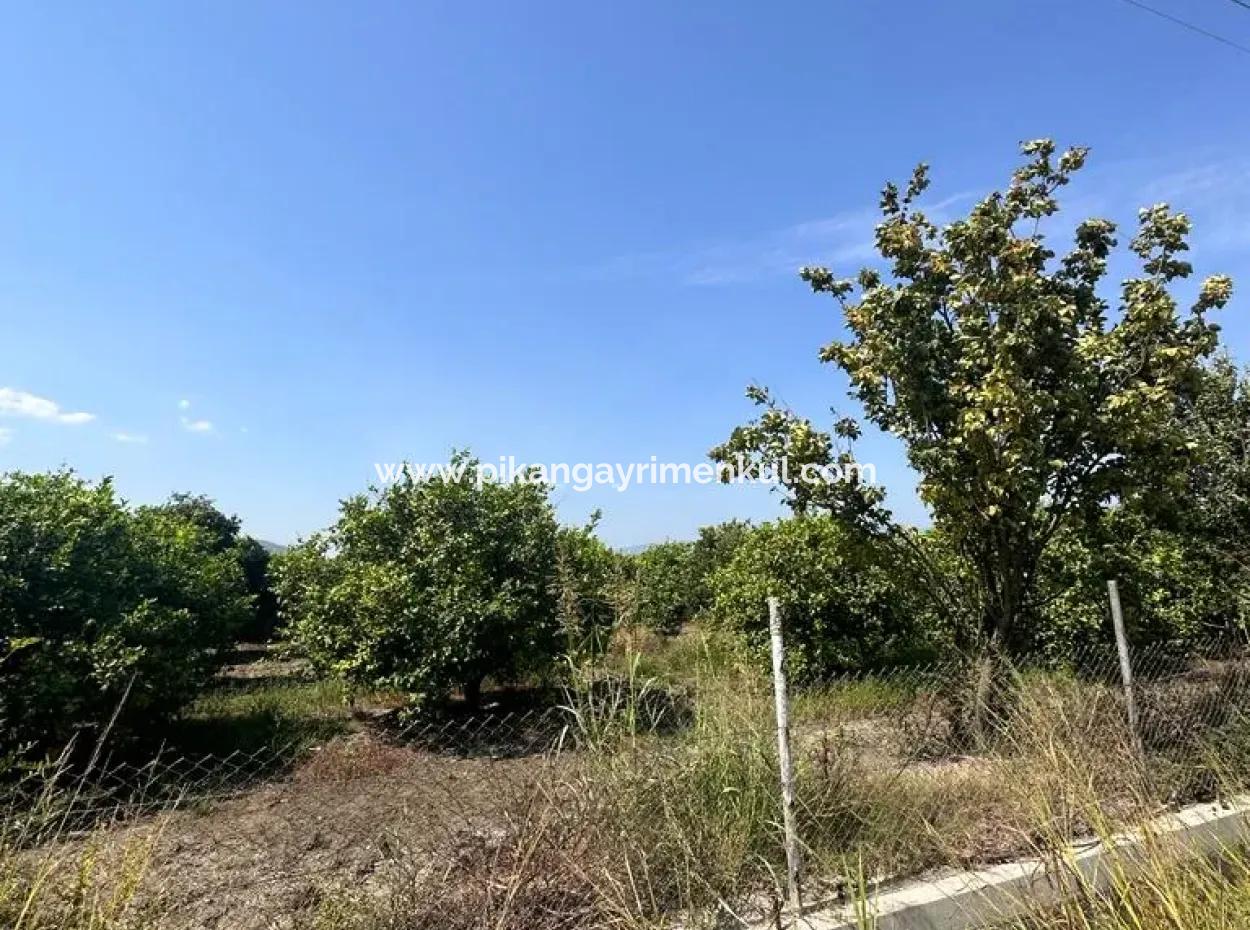 15 000 M2 Lemon Orchard For Sale In Eskiköy, Dalyan