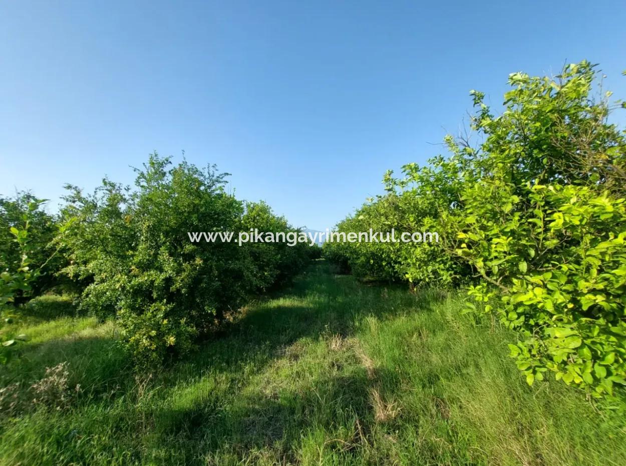 23.000M2 Detached Title Deed Pomegranate And Lemon Garden For Sale In Muğla, Ortaca Eskiköy