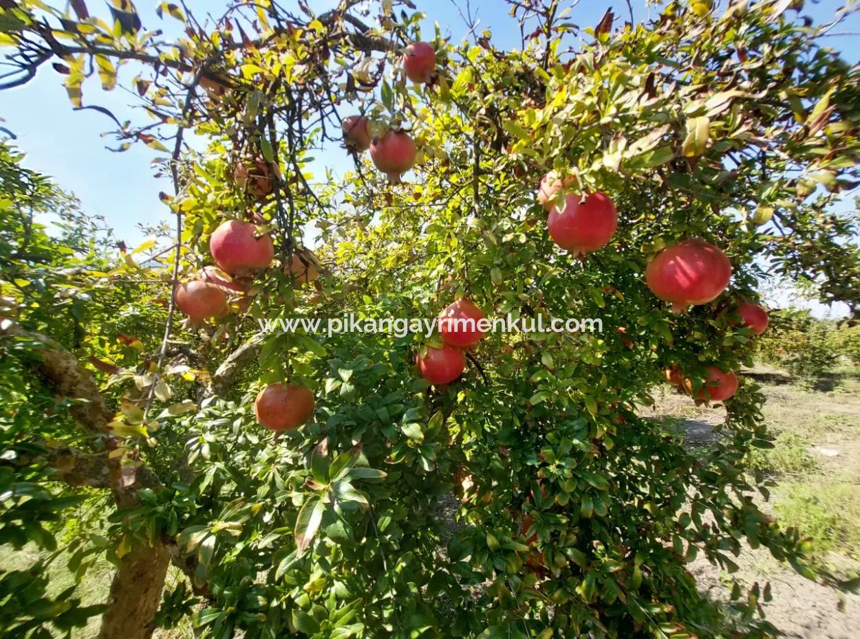 Muğla Dalyanda 5700 M2 Well-Kept Bargain Pomegranate Garden For Sale