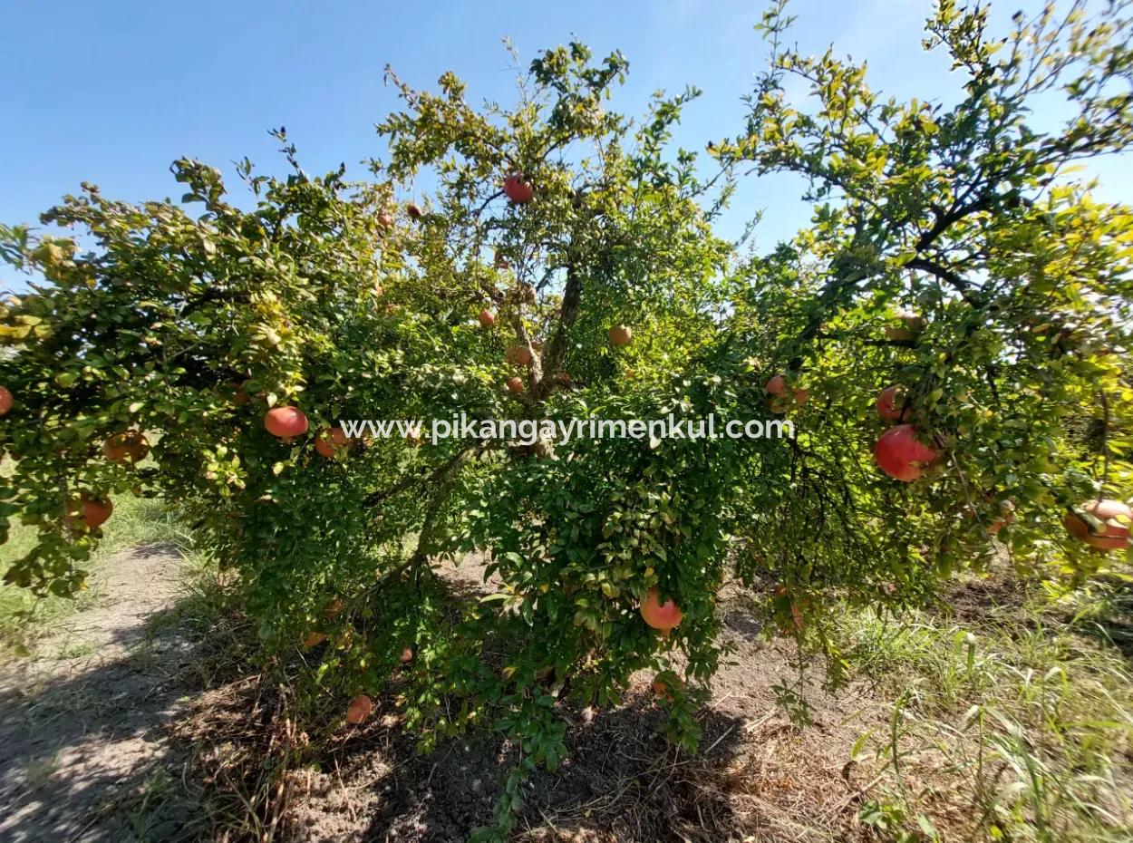 Muğla Dalyanda 5700 M2 Well-Kept Bargain Pomegranate Garden For Sale