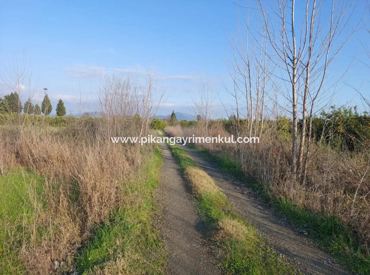 19.000 M2 Kepir Fertile Land Suitable For Investment In Ortaca Güzelyurt For Sale