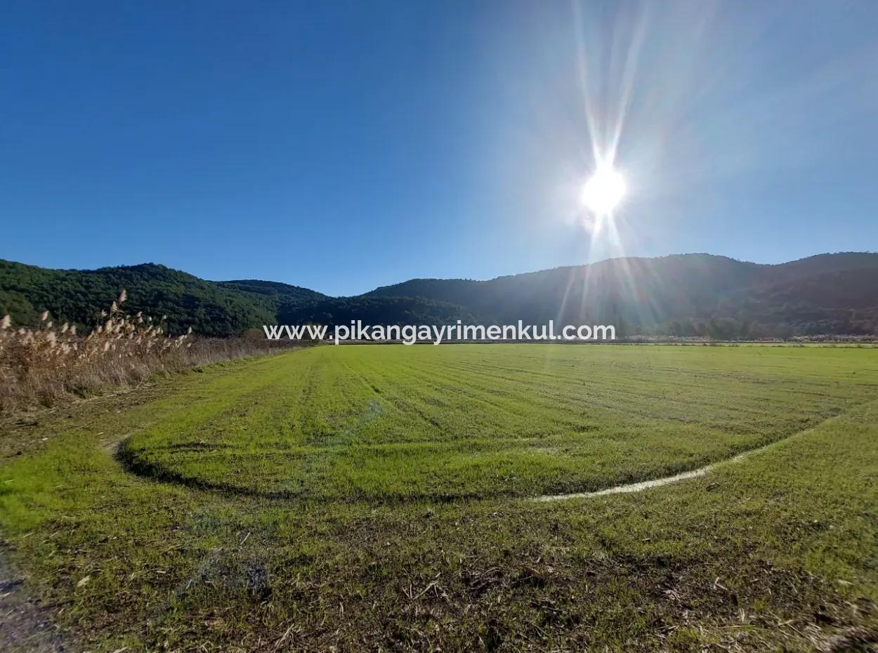 19.000 M2 Kepir Fertile Land Suitable For Investment In Ortaca Güzelyurt For Sale