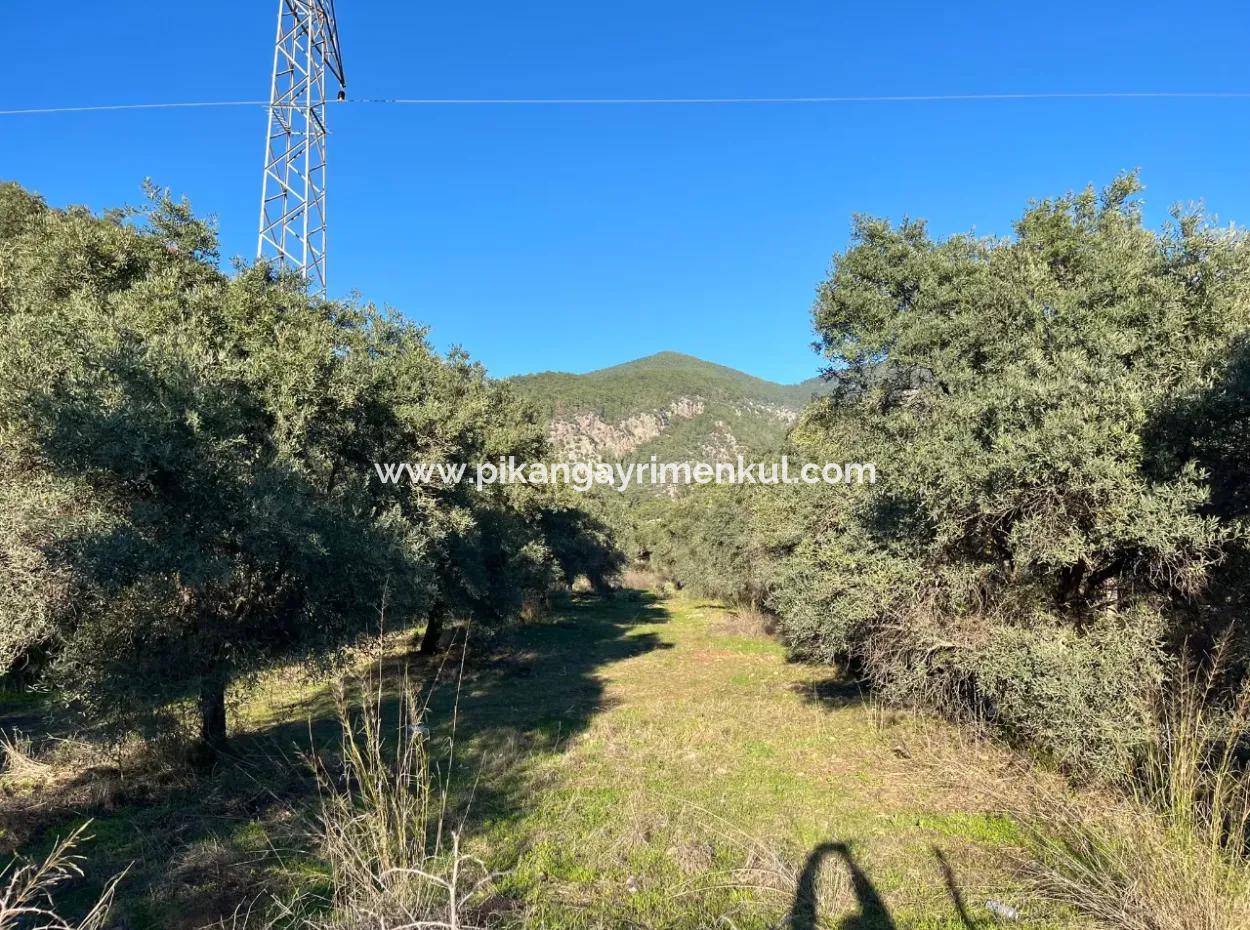 For Sale 3.300 M2 Land Suitable For Deposit In Muğla, Köyceğiz, Ekincik