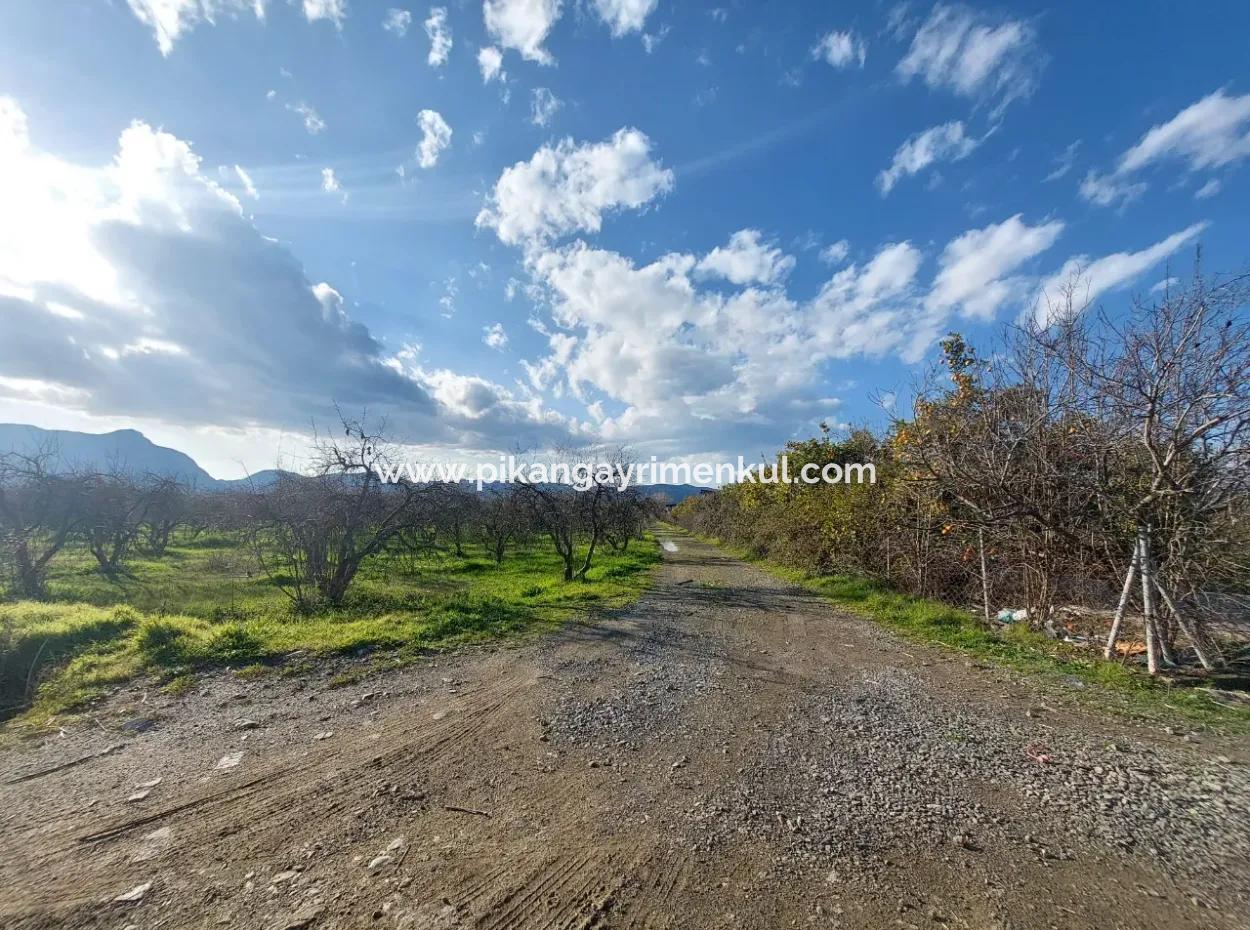 24.800 M2 Investment And Pomegranate Garden Suitable For Agricultural Loan For Sale In Ortaca Tepearası