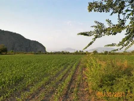 10 000 M2 Fertile Land For Sale In Mugla Ortaca Mergenli