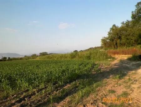 10 000 M2 Fertile Land For Sale In Mugla Ortaca Mergenli