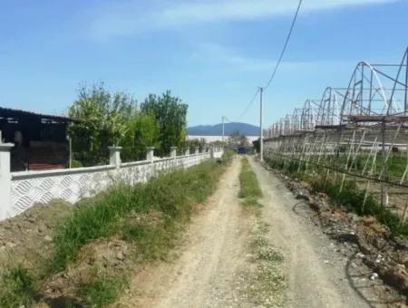 4,000 M2 Tunnel Greenhouse For Sale In Ortaca Dalaklı  