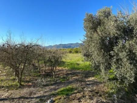 4 378 M2 Detached Bargain Field With Title Deed For Sale In Ortaca Fevziye