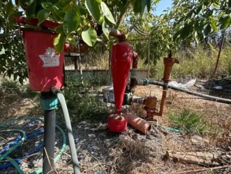 15 000 M2 Lemon Orchard For Sale In Eskiköy, Dalyan