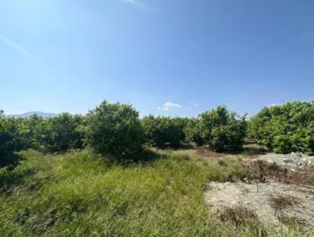 15 000 M2 Lemon Orchard For Sale In Eskiköy, Dalyan