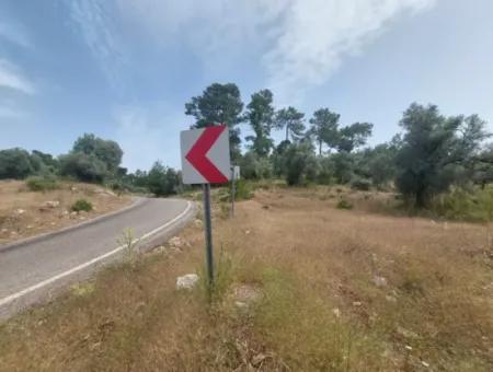 Dalaman 1 900 M2 Detached Olive Grove For Sale In Şerefler