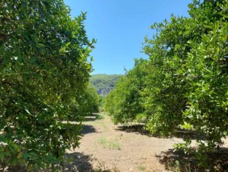 Muğla, Ortaca, Okçular Da, 1015, 69 M2, Detached Land Land Is For Sale.