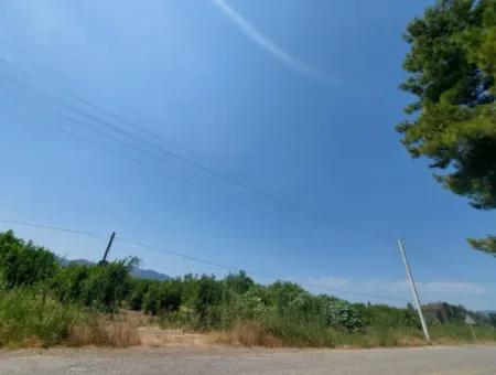 Muğla Ortaca Ekşiliyurtta Roadfront 7.000 M2 Lemon Garden For Sale