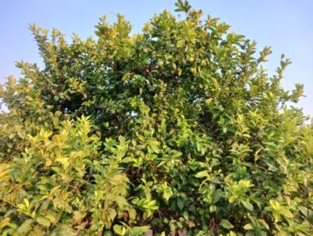 4.000 M2 Lemon Garden For Sale In Ortaca Fevziye