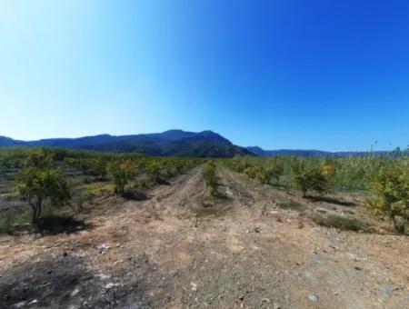 26.200 M2 Village Pasture Zero Bargain Land For Sale In Dalyan