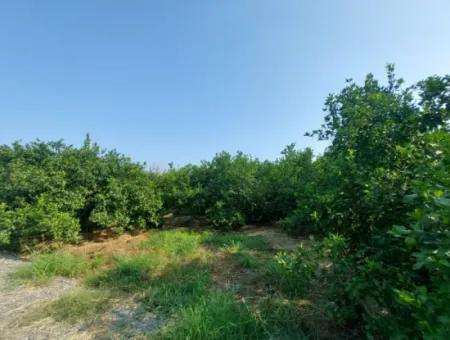 4500 M2 Well-Kept Lemon Garden For Sale In Ortaca Karadonlar