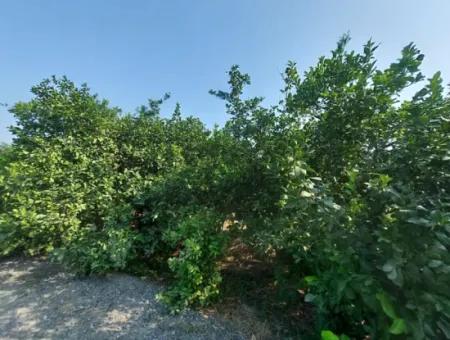 4500 M2 Well-Kept Lemon Garden For Sale In Ortaca Karadonlar