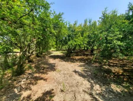 Muğla Dalyanda Mountain Zero, Waterside 10 500 M2 Pomegranate Garden For Sale