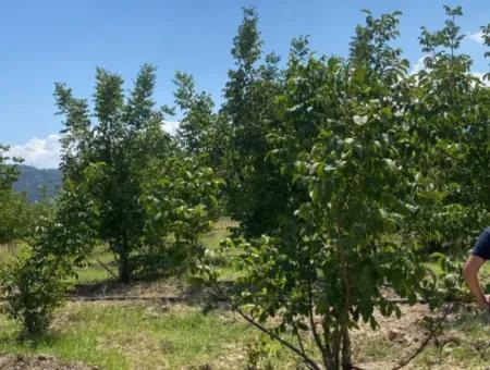 7.300M2 Detached Walnut Orchard For Sale In The Center Of Çameli