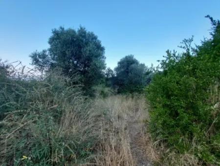 700 M2 Land With Lake View Construction Right In Köyceğiz, Yeşilköy For Emergency Sale