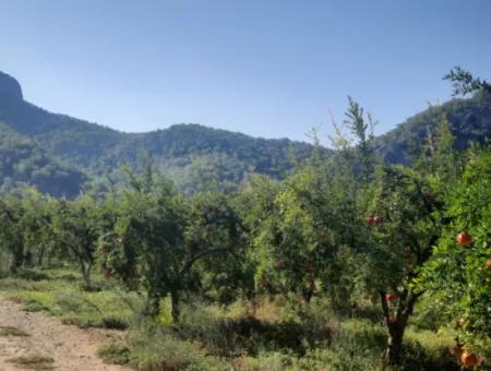 Muğla Dalyanda Well Maintained 35 000 M2 Land For Sale