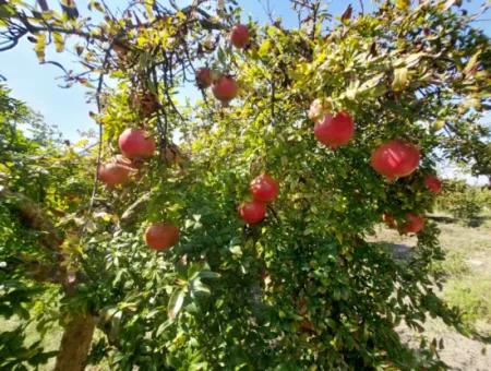 Muğla Dalyanda 5700 M2 Well-Kept Bargain Pomegranate Garden For Sale