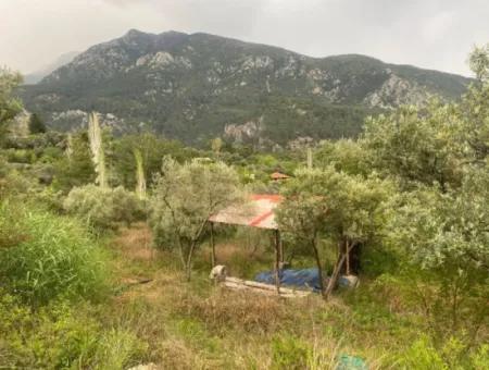 2442M2 Detached Olive Orchard For Sale In Seydikemer Söğütlüdere, Muğla