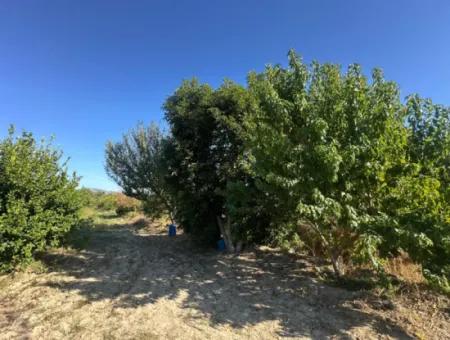 9000 M2 Lemon Orchard For Sale In Ortaca Fevziye