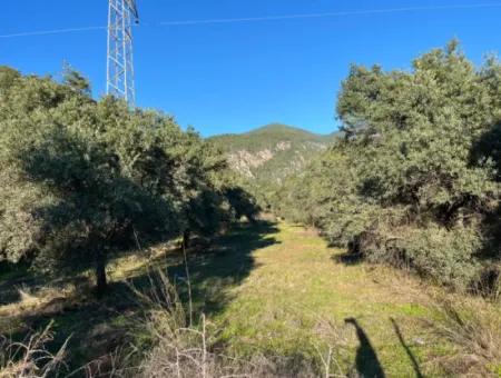 For Sale 3.300 M2 Land Suitable For Deposit In Muğla, Köyceğiz, Ekincik