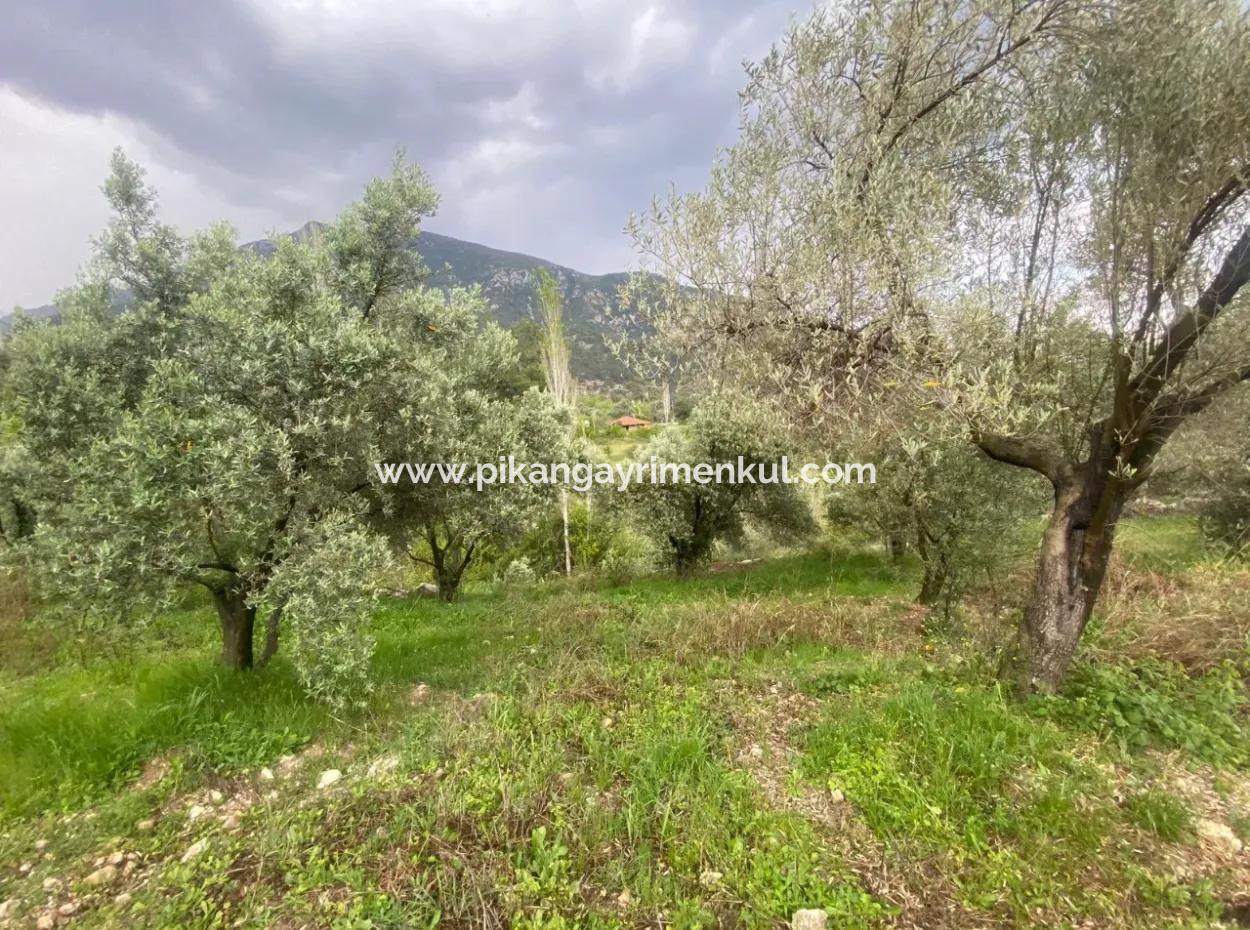 Muğla Seydikemer Söğütlüderede 2442M2 Müstakil Zeytin Bahçesi Satılık