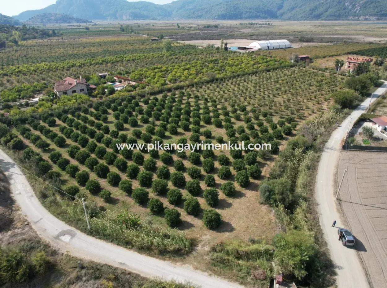 Ortaca Eskiköyde 17.000 M2 Müstakil Nar Bahçesi Satılık