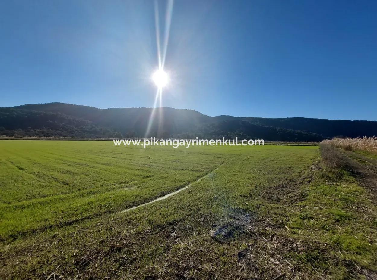 Ortaca Güzelyurtta Yatırıma Uygun 19.000 M2 Kepir Verimli Arazi Satılık