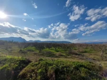 Ortaca Tepearasında  24.800 M2 Yatırım Ve Zirayi Krediye Uygun Nar Bahçesi Satılık