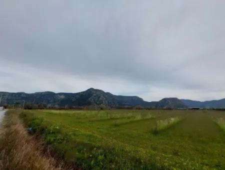 Dalyan'da 5094 M2, 250 M2 İnşaat İzinli Yatırıma Uygun Nar Bahçesi Satılık.